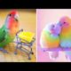 Baby Animals 🔴 Funny Parrots and Cute Birds Compilation (2021) Loros Adorables Recopilación #1