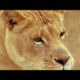 The Best Of Animal Attack 2022 - Most Amazing Moments Of Wild Animal Fight| Wild Discovery Animal