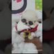 funny and cute Pomeranian video || cutest puppy #pomeranian #puppy #youtubeshorts #shorts(2)