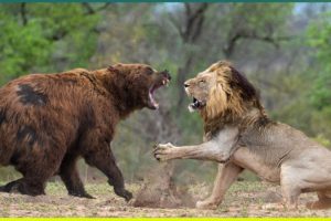 17 Most Savage Wild Animal Fights Captured on Camera