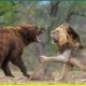17 Most Savage Wild Animal Fights Captured on Camera