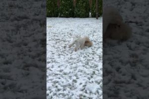 2 Cutest  Puppies Playing in Snow #shorts