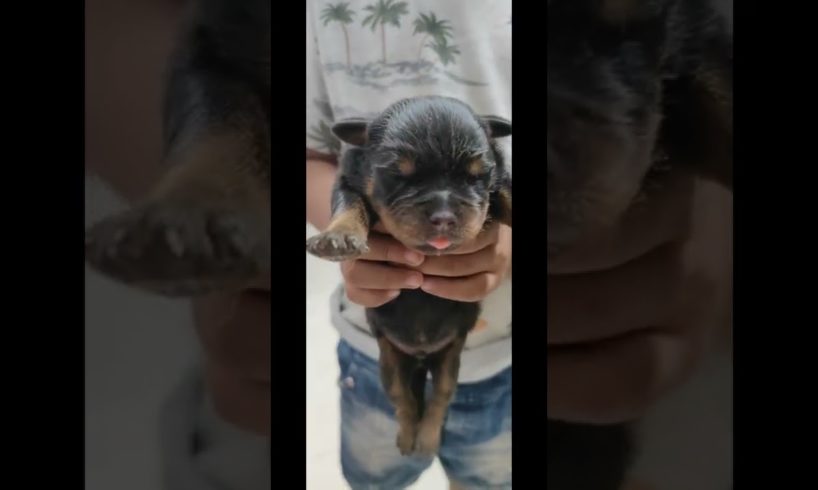 2 Day's Old Rottweiler Cutest Puppy #shorts