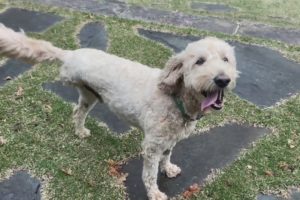 3-Legged Dog Rescues Baby Otter In St. Croix River