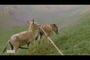 #3 Super funny video animals/Donkey and Donkeys meeting groom each other May 15. 2022