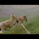 #3 Super funny video animals/Donkey and Donkeys meeting groom each other May 15. 2022