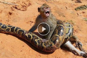 30 CRAZIEST ANIMAL FIGHTS CAUGHT ON CAMERA