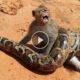 30 CRAZIEST ANIMAL FIGHTS CAUGHT ON CAMERA