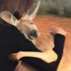30 Times Humans Rescued Animals And Got Thanked In The Cutest Way -  Cute Animal Videos