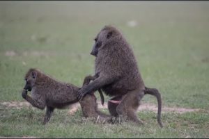 'Honeymoon' Baboons mating &Top 6 animals with the most crazy mating rituals