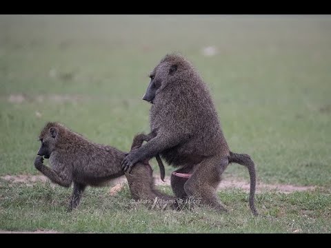 'Honeymoon' Baboons mating &Top 6 animals with the most crazy mating rituals