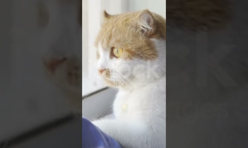 4K Hd cute cat fighting funnyvideo cutenaby animalvideo babyvideo #shorts #youtubeshorts
