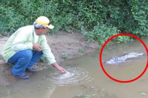 6 Crocodile Encounters You Will Regret Watching