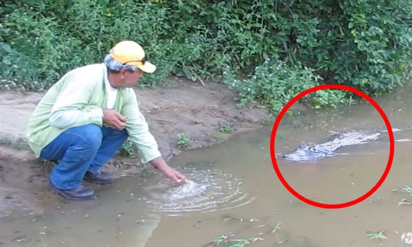 6 Crocodile Encounters You Will Regret Watching