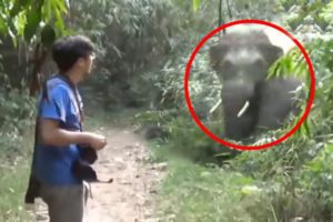 6 Elephant Encounters That Will Give You Anxiety (Part 2)