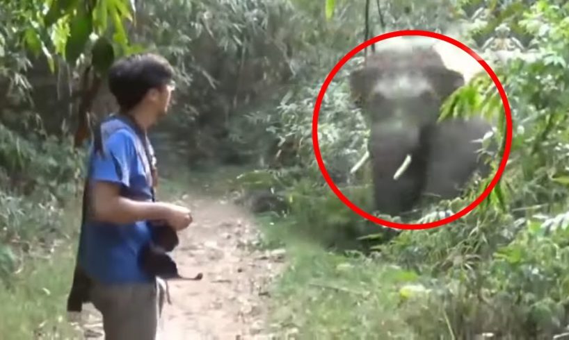 6 Elephant Encounters That Will Give You Anxiety (Part 2)