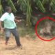 6 Leopard Encounters You're Not Meant to See