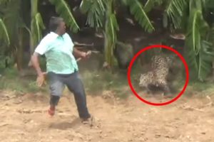 6 Leopard Encounters You're Not Meant to See on youtube