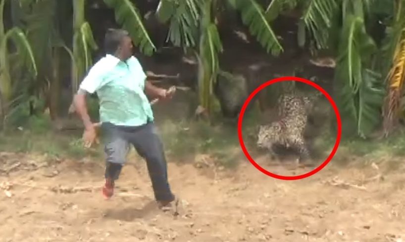6 Leopard Encounters You're Not Meant to See on youtube