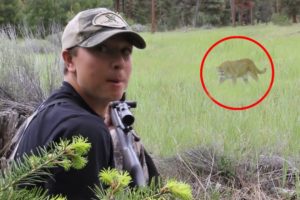 6 Mountain Lion Encounters That Will Horrify You (Part 2)