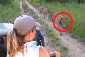 6 Scary Lion Encounters You Should Avoid Watching (Part 2)
