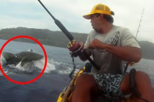 6 Shark Encounters You Will Regret Watching