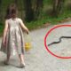 6 Snake Encounters You Really Shouldn't Watch