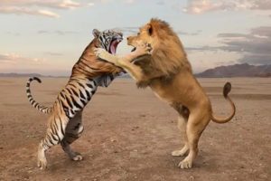 ⭐️7 BLOODIEST ANIMAL FIGHTS CAPTURED ON CAMERA