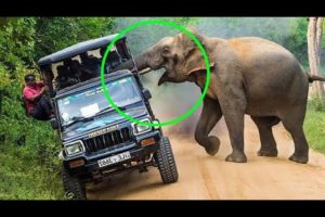 8 Scariest Elephant Encounters That Will Give You Goosebumps!