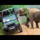 8 Scariest Elephant Encounters That Will Give You Goosebumps!