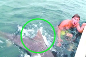 8 Scariest Shark Encounters You Should Avoid Watching!
