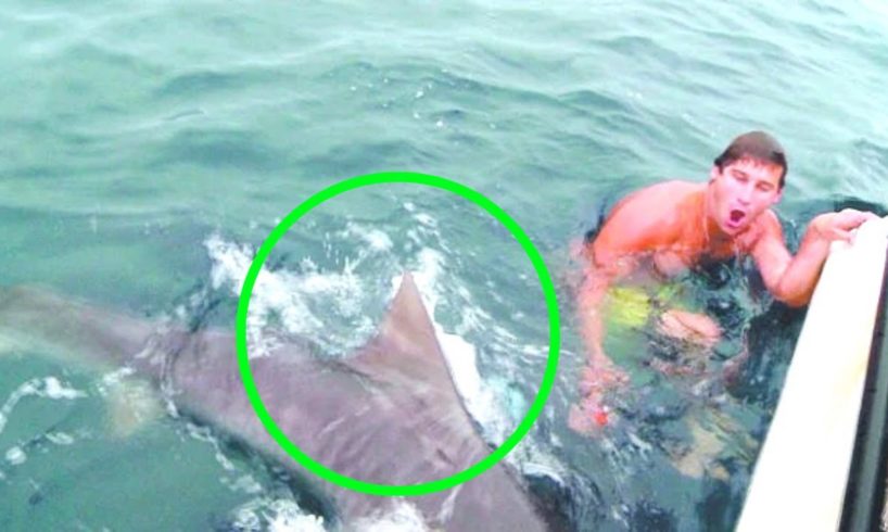 8 Scariest Shark Encounters You Should Avoid Watching!