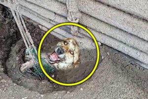 A Man Finds A Trapped Dog At The Construction Site And Rescues It