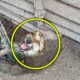 A Man Finds A Trapped Dog At The Construction Site And Rescues It