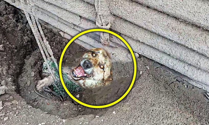 A Man Finds A Trapped Dog At The Construction Site And Rescues It