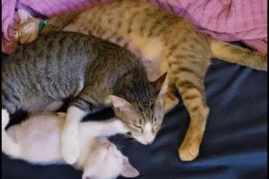 ABANDONED KITTEN MAKES OUR 4TH RESCUE IN PHILIPPINES