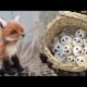 AWW SO CUTE! Cutest baby animals Videos Compilation Cute moment of the Animals - Cutest Animals #66