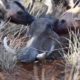 African Wild Dogs Attack and Eat Warthog - Animal Fighting | ATP Earth