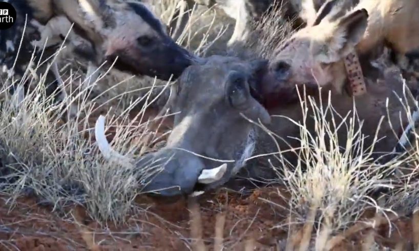 African Wild Dogs Attack and Eat Warthog - Animal Fighting | ATP Earth