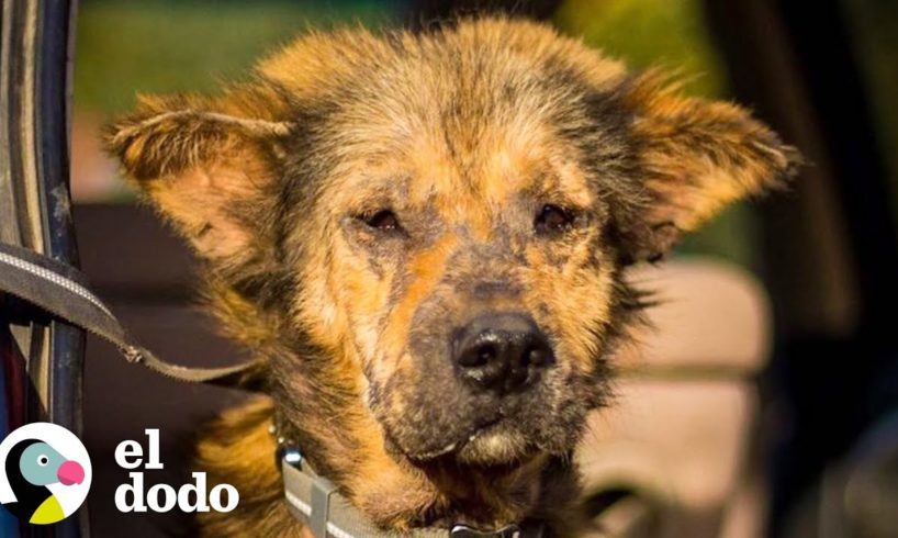 Agresivo perro 'coyote' se transforma en un osito de peluche | ¡Adóptame! | El Dodo