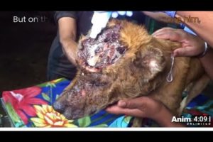 Alfie proves that nothings impossible amazing rescue and recovery @Animal Aid Unlimited, India