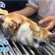 All Cat & Dog Rescues in March - Poor Souls Got Miracle!