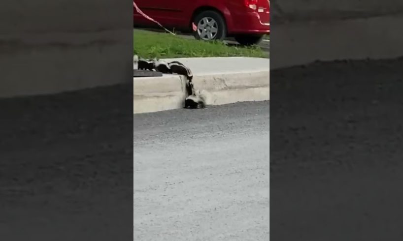 Amazing Mother Skunk Rescues Her Babies! #Shorts