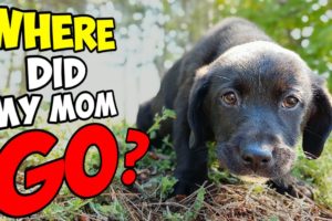 Amazing Rescue of a Small Puppy Who Lost His Mom: Watch What Happens Next