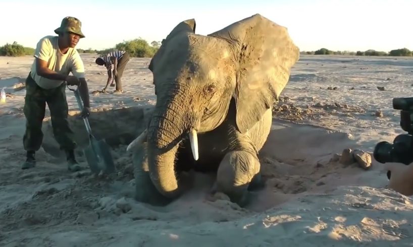 Amazing animal rescues filmed live on video