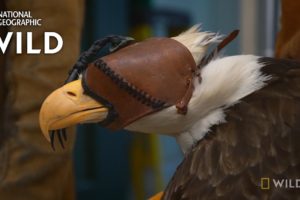 An Eagle With a Dislocated Elbow | Alaska Animal Rescue