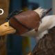 An Eagle With a Dislocated Elbow | Alaska Animal Rescue