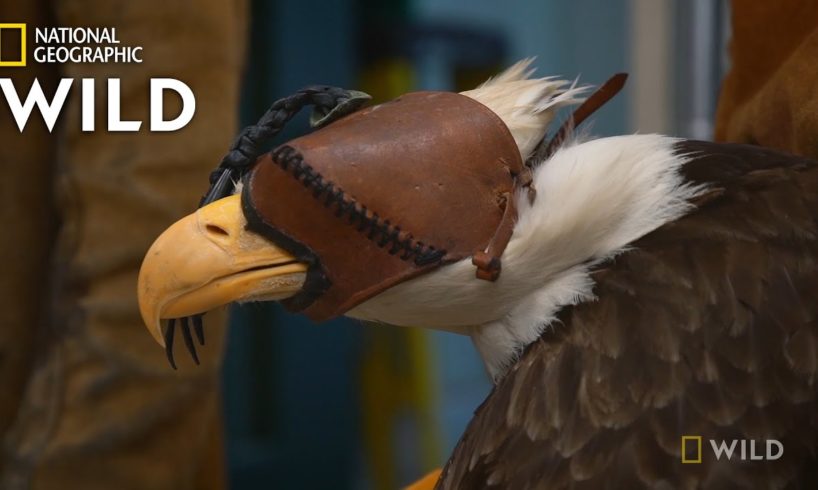 An Eagle With a Dislocated Elbow | Alaska Animal Rescue