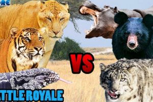 Animal Fight Club 3 Battle Royale | SPORE