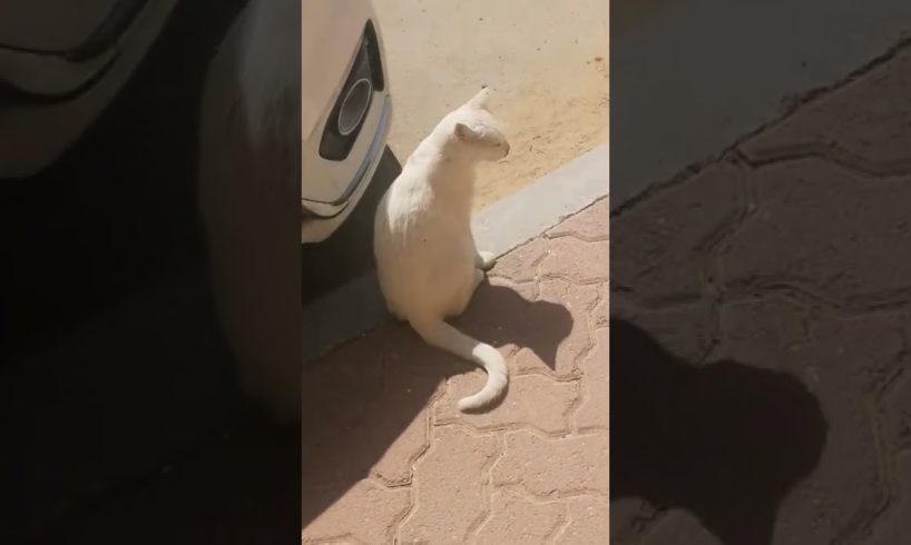 Animal Rescue - Cute and adorable Rescues White Cat